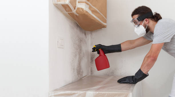 Professional Basement Mold Remediation technician working in Millington, MD