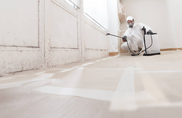24/7 Emergency Basement Mold Remediation experts in Millington, MD